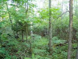 Photo for Lot 8 Blk Falling Leaf Trail, Park Rapids, MN 56470 - Listing #4554265 Lot 8 Blk Falling Leaf Trail, Park Rapids, MN 56470
