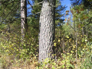Photo for TBD Inwood Road, Nevis, MN 56467 - Listing #5738250 TBD Inwood Road, Nevis, MN 56467