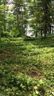 Photo for TBD Inwood Road, Nevis, MN 56467 - Listing #5738250 TBD Inwood Road, Nevis, MN 56467