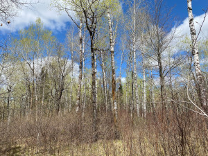 Photo for TBD6 Gateway Lane, Akeley, MN 56433 - Listing #5751676 TBD6 Gateway Lane, Akeley, MN 56433