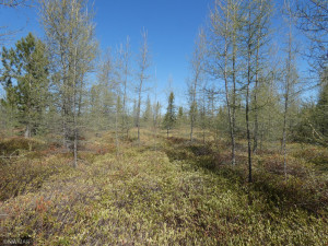 Photo for 72 state highway, Baudette, MN 56623 - Listing #5756798 72 state highway, Baudette, MN 56623
