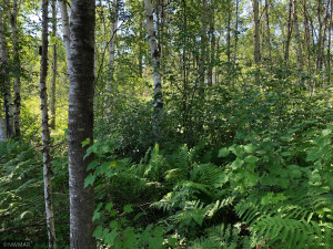 Photo for TBD 675th Ave, Roosevelt, MN 56673 - Listing #6021393 TBD 675th Ave, Roosevelt, MN 56673