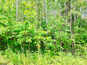 Photo for Tract A UT Road 140, Birchdale, MN 56629 - Listing #5629845 Tract A UT Road 140, Birchdale, MN 56629