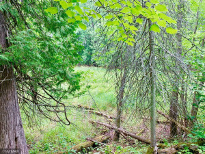 Photo for Tract C UT Road 140, Birchdale, MN 56629 - Listing #5629883 Tract C UT Road 140, Birchdale, MN 56629
