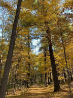 Photo for xxxxx Saint Croix Trail N, Scandia, MN 55073 - Listing #6081300 xxxxx Saint Croix Trail N, Scandia, MN 55073