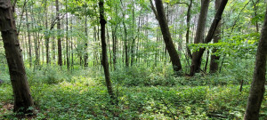 Photo for 65562 County Road 86, Theilman, MN 55945 - Listing #6088874 65562 County Road 86, Theilman, MN 55945