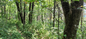 Photo for 65562 County Road 86, Theilman, MN 55945 - Listing #6088874 65562 County Road 86, Theilman, MN 55945