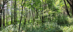 Photo for 65562 County Road 86, Theilman, MN 55945 - Listing #6088874 65562 County Road 86, Theilman, MN 55945