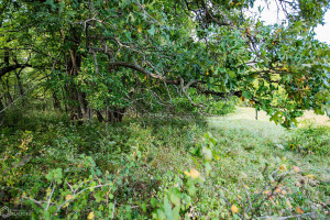 Photo for 1 15th ST., Humeston, IA 50008 - Listing #6104283 1 15th ST., Humeston, IA 50008