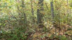 Photo for LOT 5 OAK HILL RD, Trego, WI 54888 - Listing #6105843 LOT 5 OAK HILL RD, Trego, WI 54888