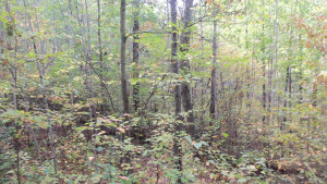 Photo for LOT 5 OAK HILL RD, Trego, WI 54888 - Listing #6105843 LOT 5 OAK HILL RD, Trego, WI 54888