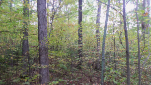 Photo for LOT 5 OAK HILL RD, Trego, WI 54888 - Listing #6105843 LOT 5 OAK HILL RD, Trego, WI 54888