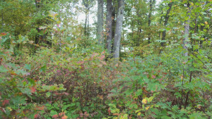 Photo for LOT 5 OAK HILL RD, Trego, WI 54888 - Listing #6105843 LOT 5 OAK HILL RD, Trego, WI 54888