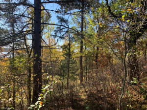 Photo for 12823 SW Scenic View Drive SW, Bemidji, MN 56601 - Listing #6115707 12823 SW Scenic View Drive SW, Bemidji, MN 56601