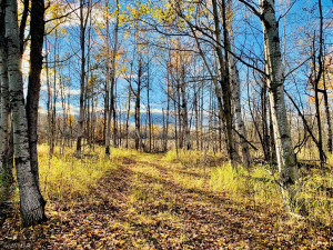 Photo for TBD 38TH ST NW, Williams, MN 56686 - Listing #6087782 TBD 38TH ST NW, Williams, MN 56686