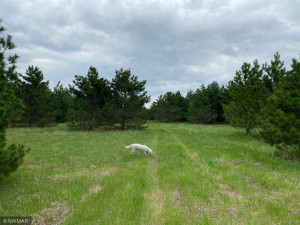 Photo for TBD County Road 5, Browerville, MN 56438 - Listing #6133197 TBD County Road 5, Browerville, MN 56438