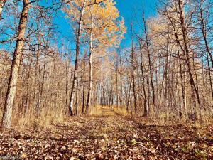 Photo for TBD 38TH ST NW, Williams, MN 56686 - Listing #6087782 TBD 38TH ST NW, Williams, MN 56686