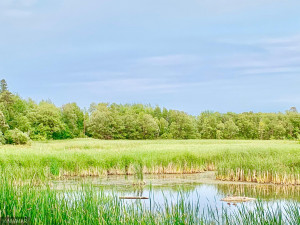 Photo for TBD 38TH ST NW, Williams, MN 56686 - Listing #6087782 From Across the Creek- Treeline is property