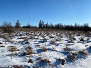Photo for 240th Avenue, Greenbush, MN 56726 - Listing #6135154 240th Avenue, Greenbush, MN 56726