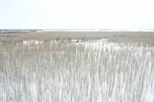Photo for TBD County Highway 220, Stephen, MN 56757 - Listing #6165907 TBD County Highway 220, Stephen, MN 56757