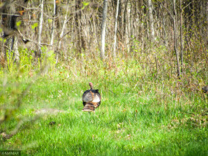 Photo for TBD Cnty 39, Laporte, MN 56461 - Listing #6216308 TBD Cnty 39, Laporte, MN 56461