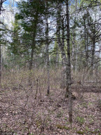 Photo for TBD NONE, Baudette, MN 56623 - Listing #6071313 TBD NONE, Baudette, MN 56623