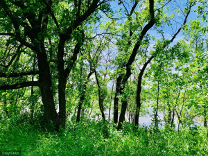 Photo for TBD 38TH ST NW, Williams, MN 56686 - Listing #6084844 TBD 38TH ST NW, Williams, MN 56686