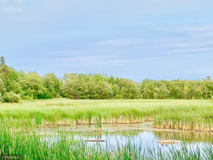 Photo for TBD 38TH ST NW, Williams, MN 56686 - Listing #6084844 From Across the Creek- Treeline is property