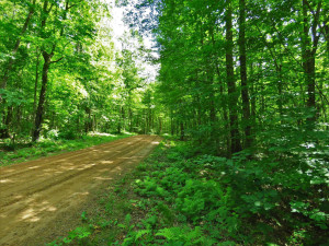 private road leading to property