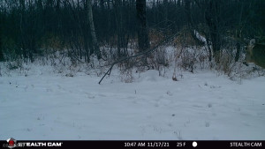 Photo for TBD County Road 15, Roseau, MN 56751 - Listing #6214170 TBD County Road 15, Roseau, MN 56751