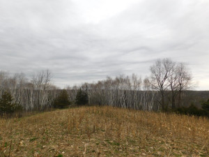 N23415 Oak Ridge Drive, Arcadia, WI 54612