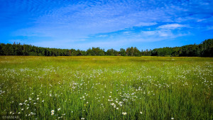 Photo for TBD Lamon Road NE, Bemidji, MN 56601 - Listing #6227971 TBD Lamon Road NE, Bemidji, MN 56601