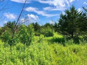 43804 Tuff Lane, Rushford, MN 55971