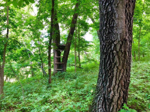 43804 Tuff Lane, Rushford, MN 55971