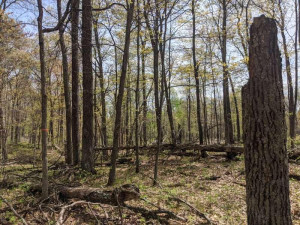 This lot is surrounded by city of Breezy Point or tax forfeit lots...ultimate privacy here!