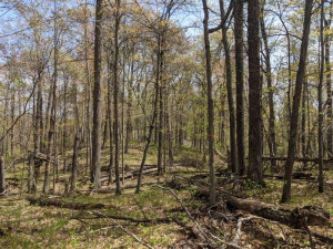 Another rolling wooded terrain view.