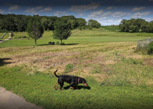 Photo for 4785 Stable View Drive, Woodbury, MN 55129 - Listing #6163264 Spend some quality time with your best friend, Fido, at Andy's Bark Park. At this large park, almost 70 acres, your dog can run around off leash. There are mowed walking trails, benches, a shelter with picnic tables and watering stations.