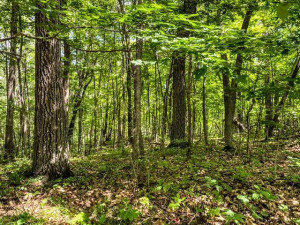 TBD Dogwood Drive, Garrison, MN 56450