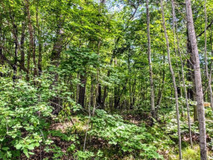 TBD Dogwood Drive, Garrison, MN 56450