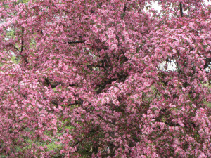 Spring crab apple trees