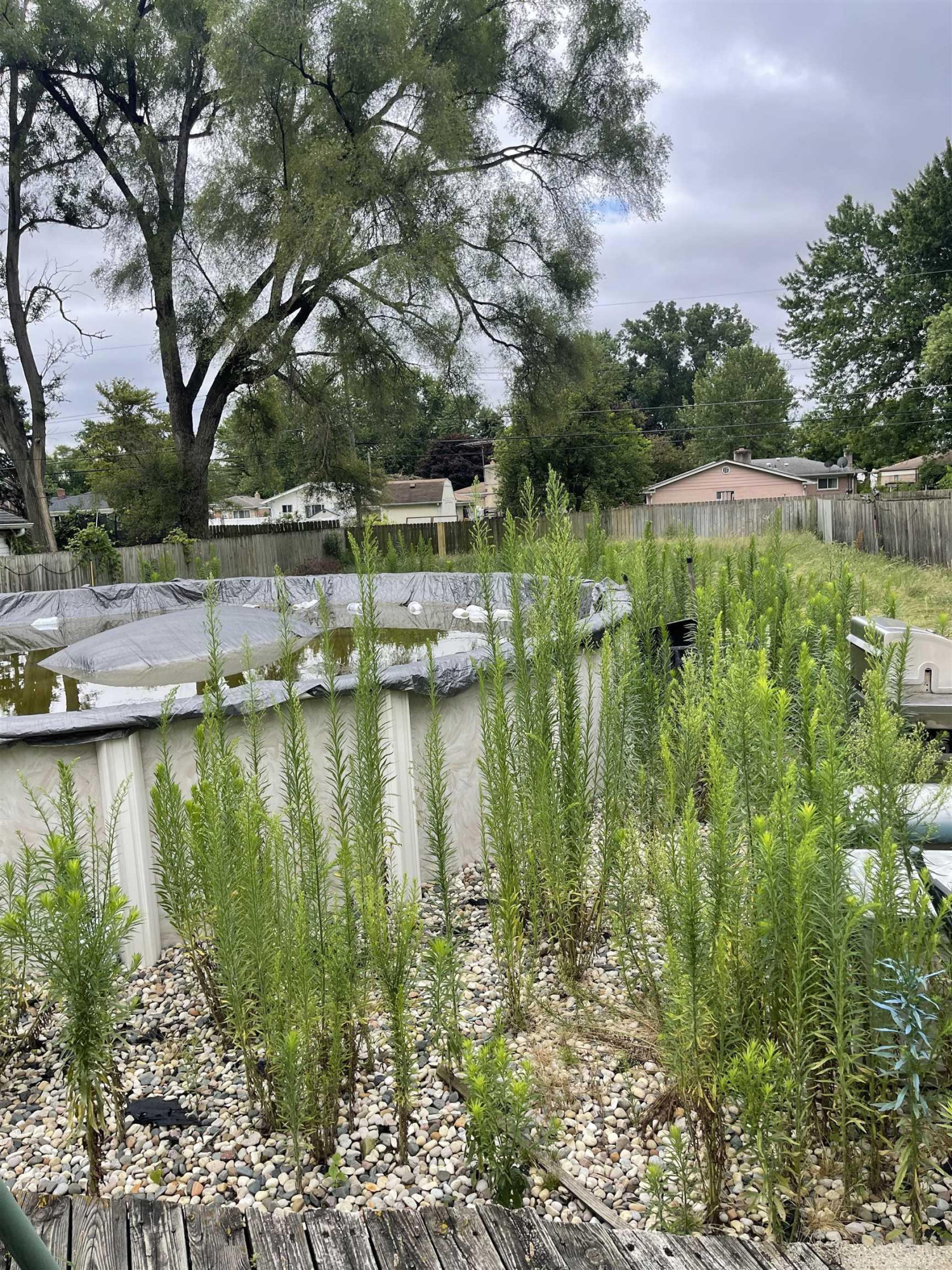 4292 Marr Avenue, Warren, MI 48091 — Photo 12