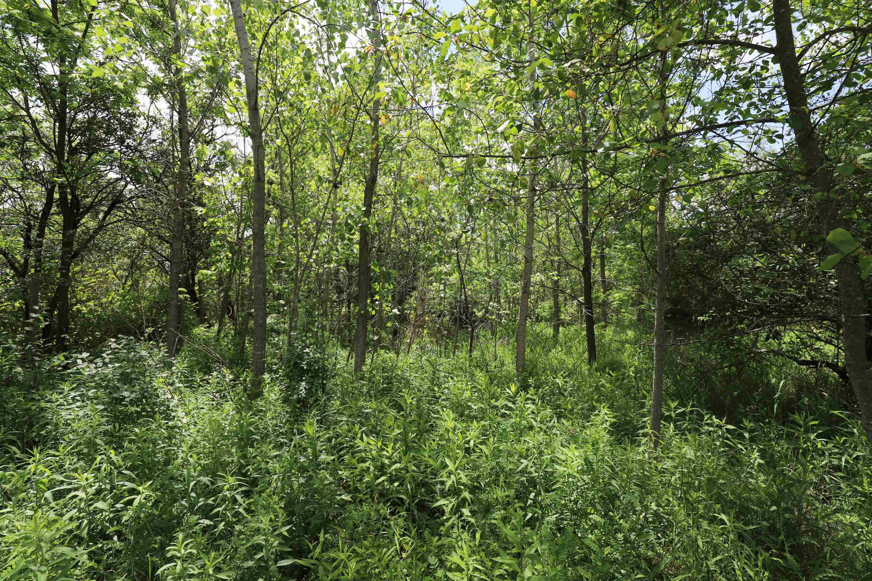 Potter Road, Flushing, MI 48433 — Photo 5