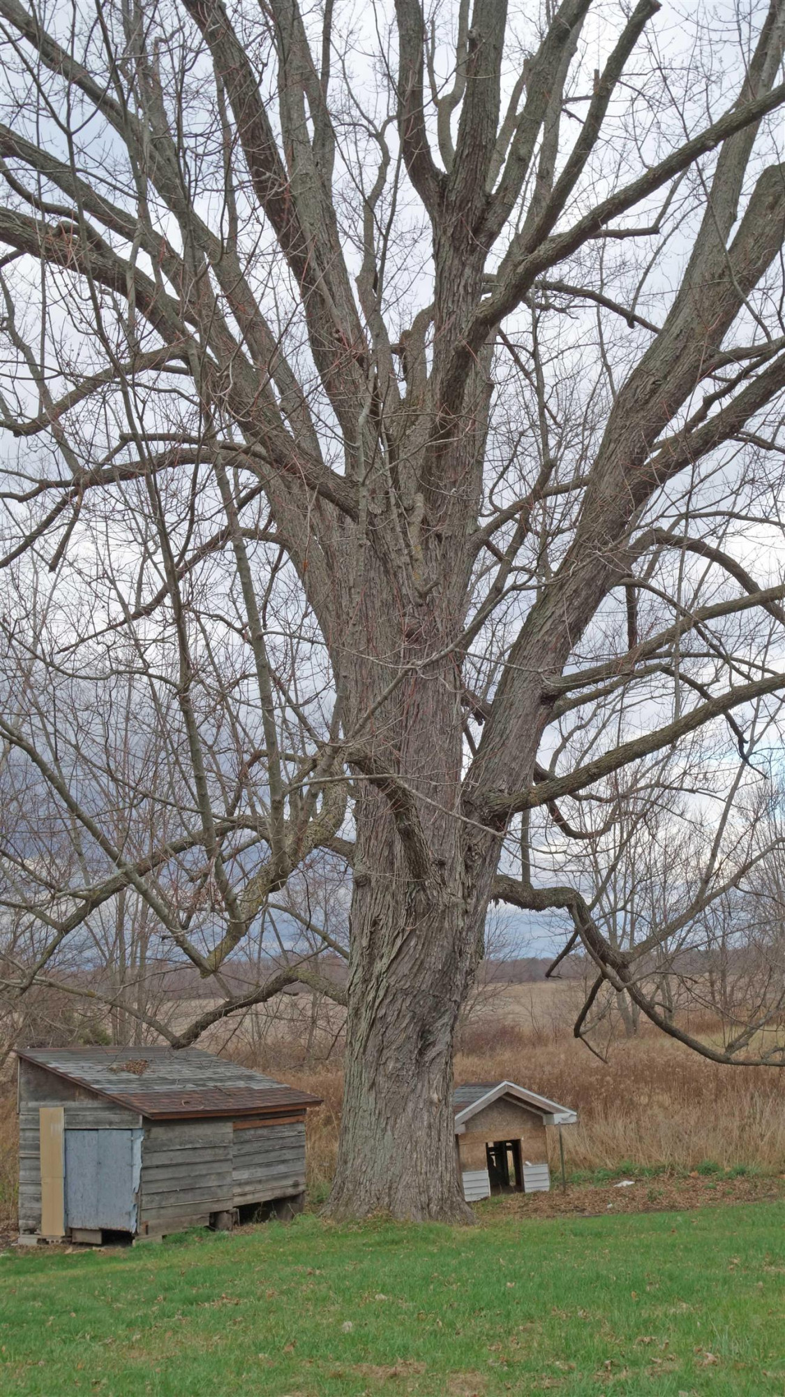 14979 Fowler, Chesaning, MI 48616 — Photo 19