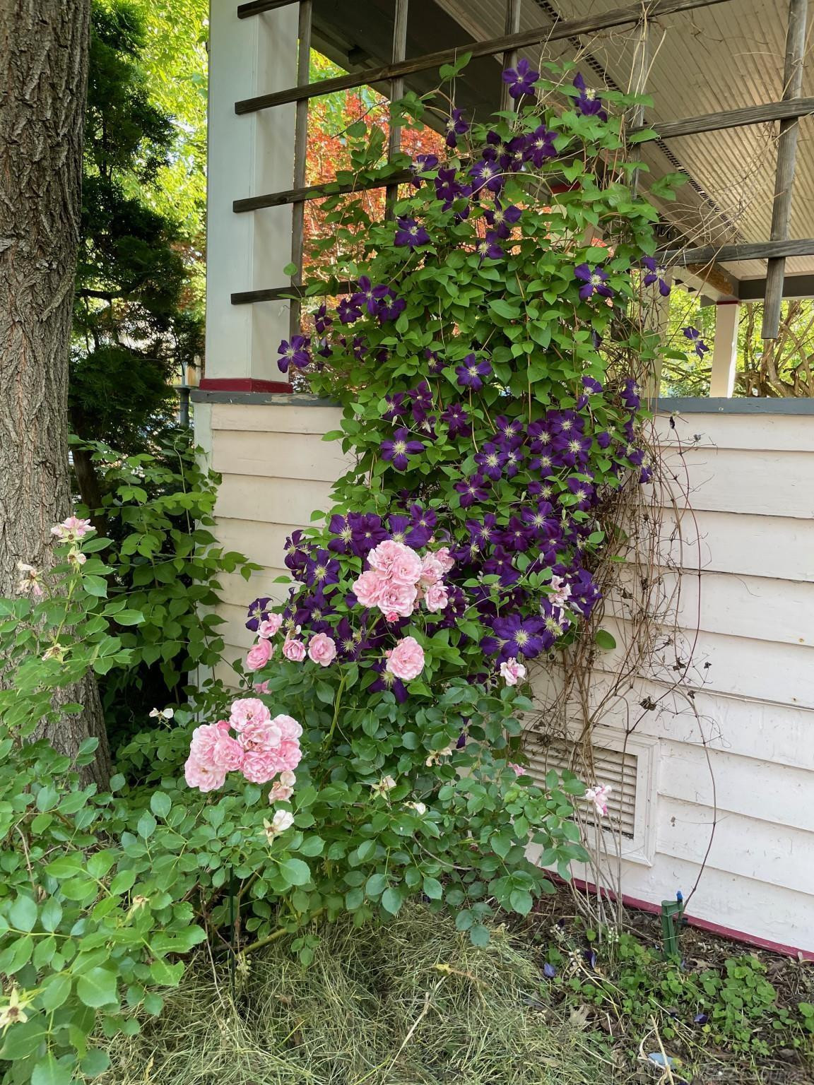 209 Buena Vista Avenue, Ann Arbor, MI 48103 — Photo 60