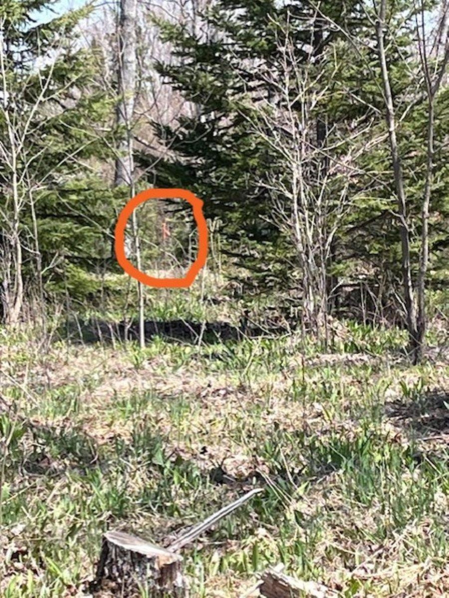 TBD 00 Camp 23 Road Road, Germfask, MI 49836 — Photo 8