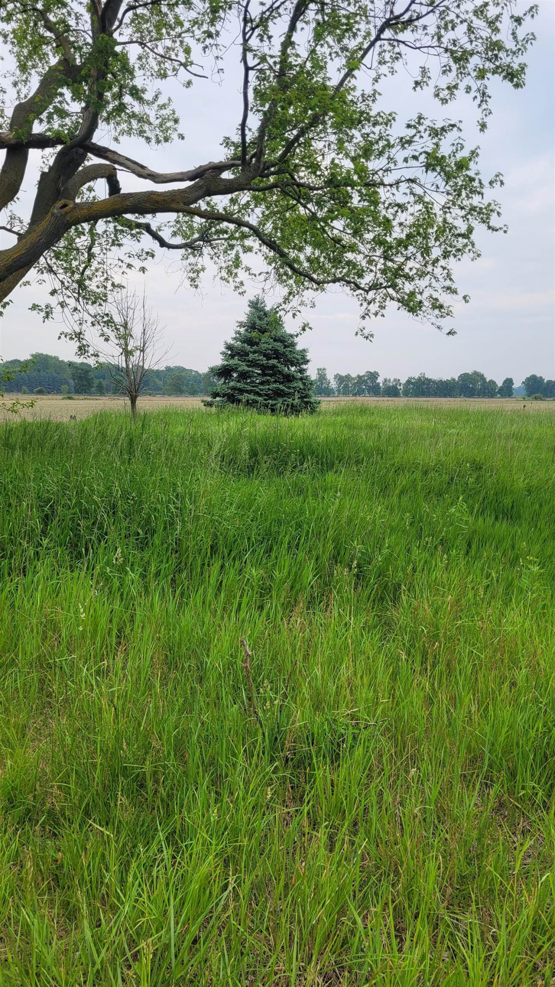 2305 W Juddville Road, Owosso, MI 48867