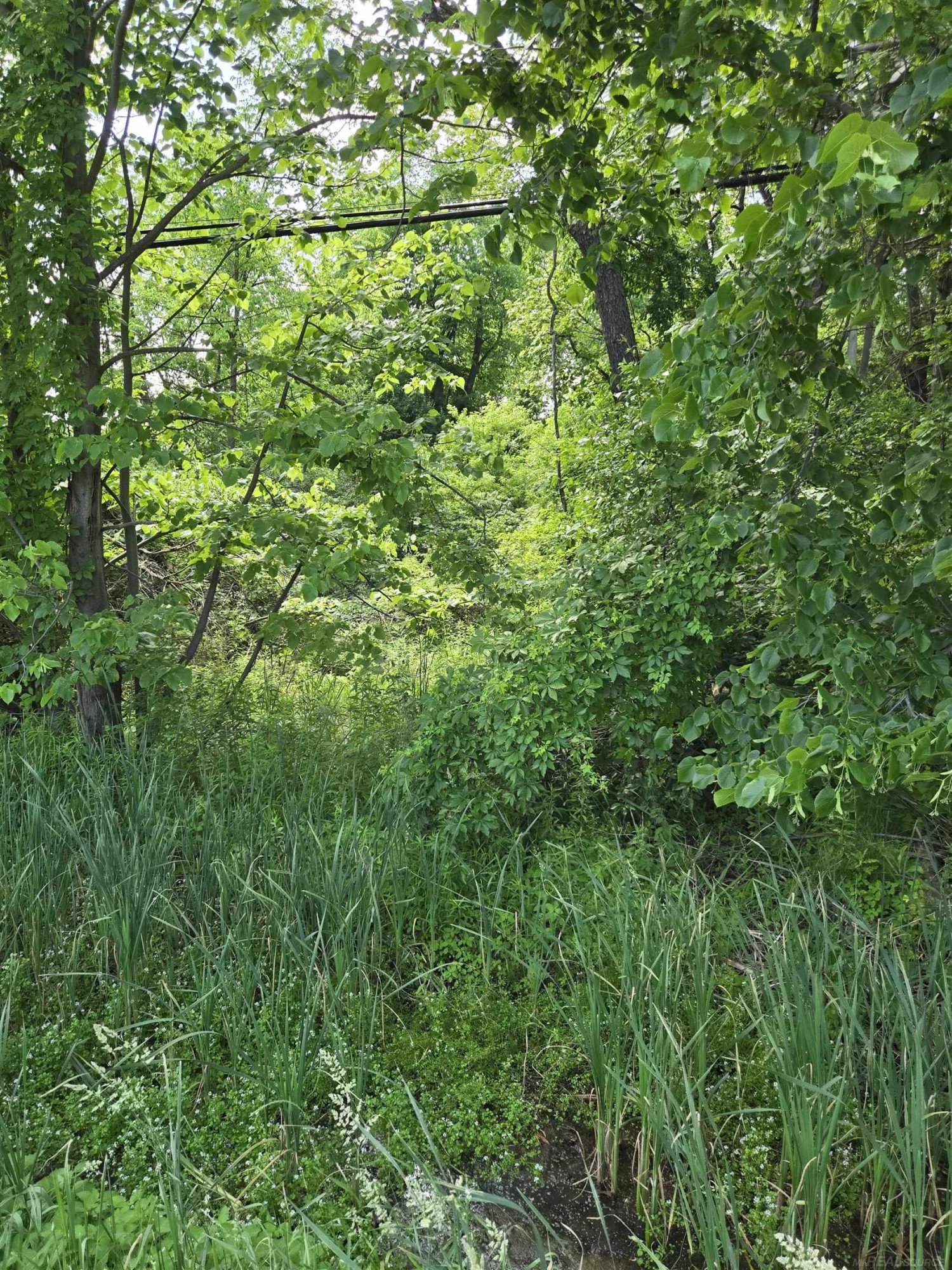 TBD Lakeshore Road, Lexington, MI 48450 — Photo 13
