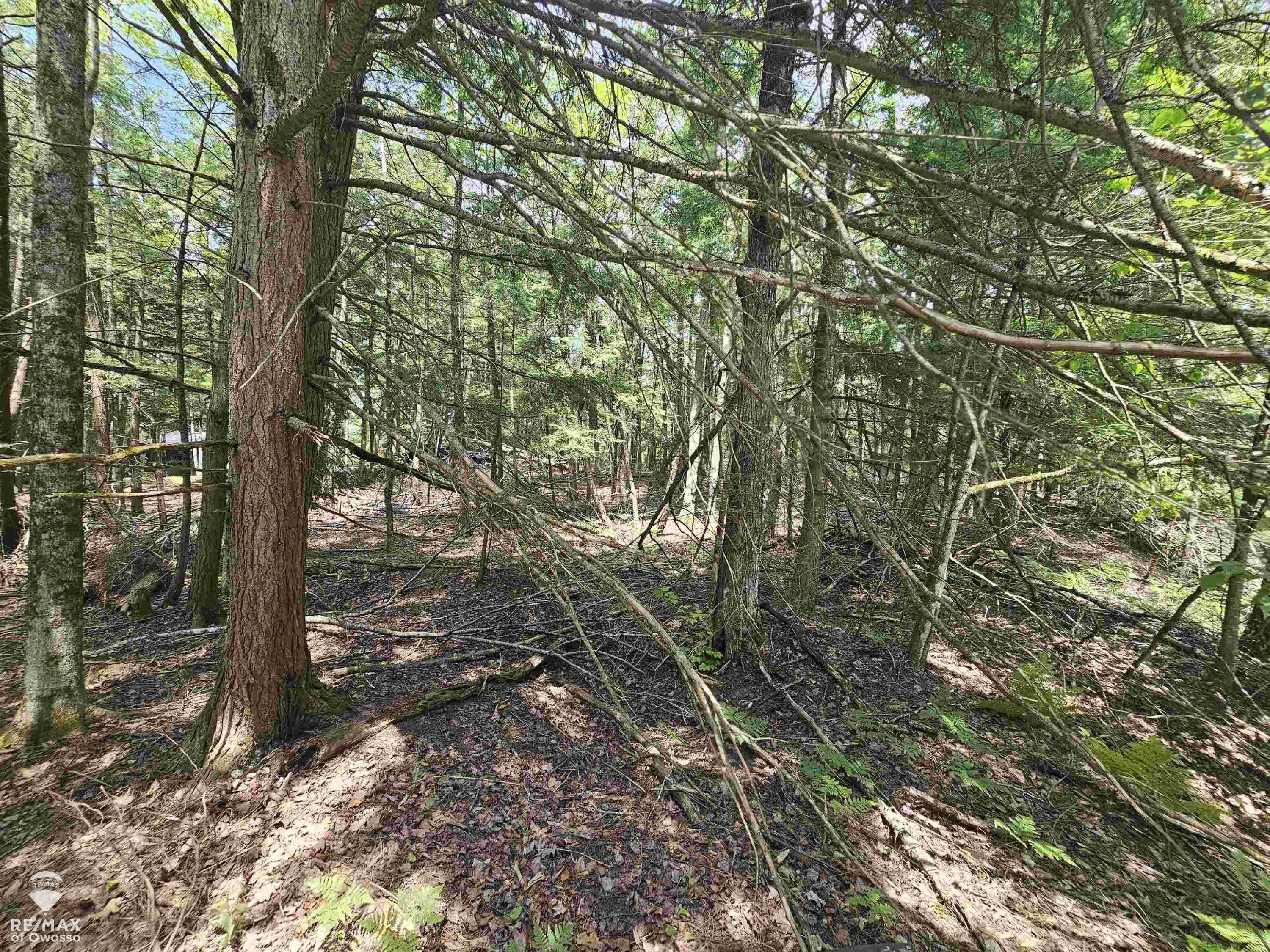 Spile Dam Road, Millersburg, MI 49759 — Photo 4