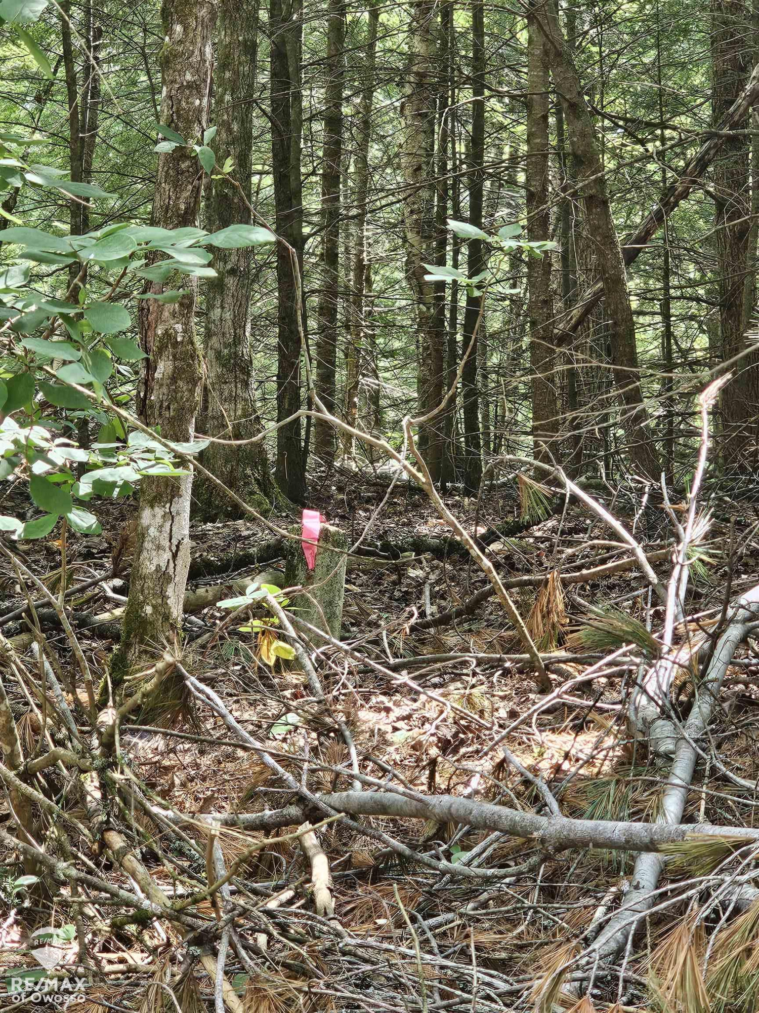 Spile Dam Road, Millersburg, MI 49759 — Photo 5