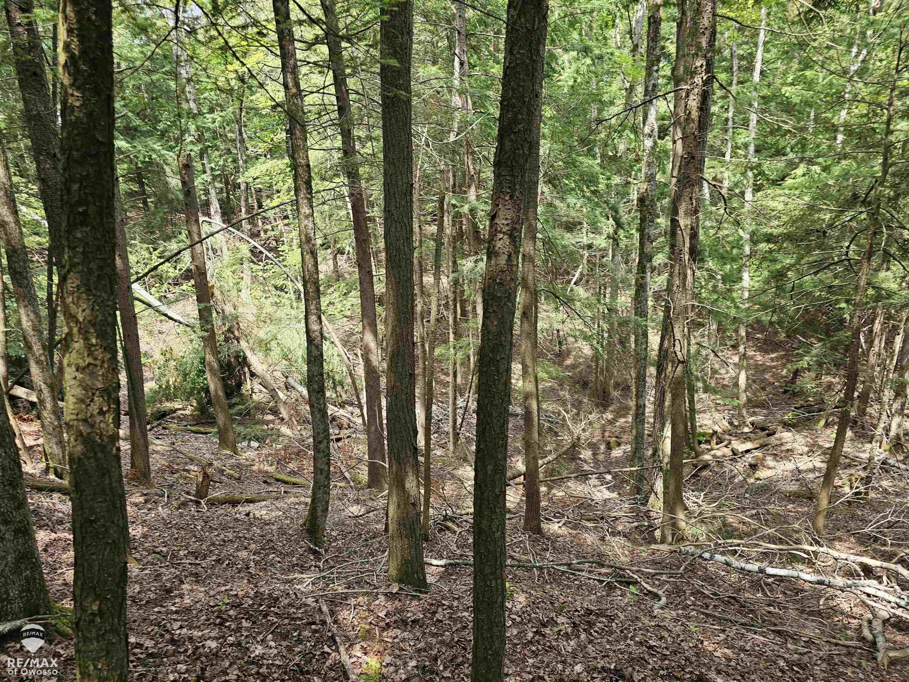 Spile Dam Road, Millersburg, MI 49759 — Photo 7